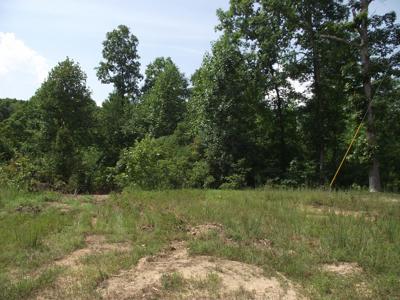 Wooded land for sale - image 14