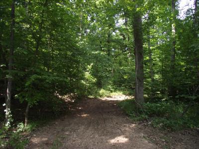 Wooded land for sale - image 4