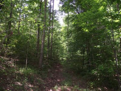 Wooded land for sale - image 1