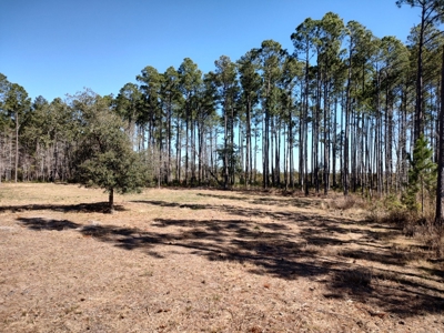 Riverfront/Residential property in Pamlico County, NC - image 17