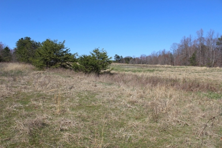 39383 - image 4