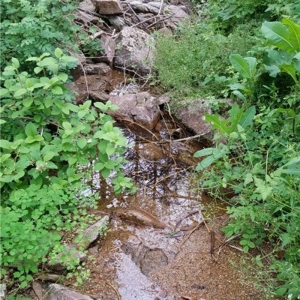 47661 - image 1