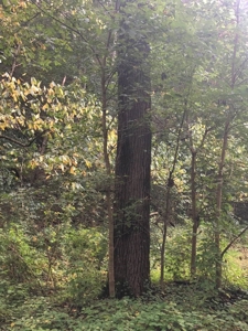 193455 - image 5