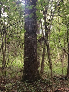 193452 - image 9