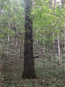 193450 - image 1