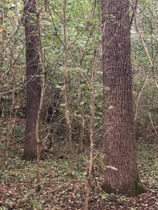 193454 - image 3