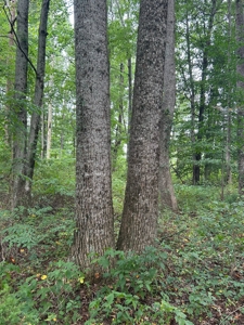 269288 - image 11